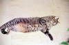 BASTET