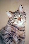 BASTET