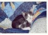 ROMEO