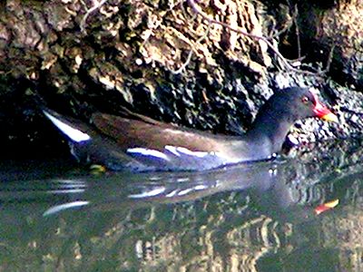 Poule-d'eau